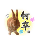 ミニウサギのピーターくん（個別スタンプ：30）