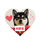 柴犬ぽん助スタンプ（個別スタンプ：1）