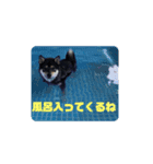 柴犬ぽん助スタンプ（個別スタンプ：3）