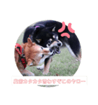 柴犬ぽん助スタンプ（個別スタンプ：7）