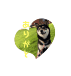 柴犬ぽん助スタンプ（個別スタンプ：8）