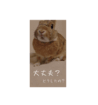 カフェラテうさぎ（個別スタンプ：1）