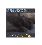 カフェラテうさぎ（個別スタンプ：5）