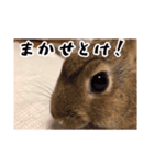 カフェラテうさぎ（個別スタンプ：6）