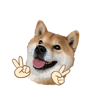 柴犬 やまちゃん（個別スタンプ：1）