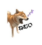 柴犬 やまちゃん（個別スタンプ：2）