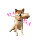 柴犬 やまちゃん（個別スタンプ：4）