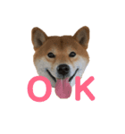 柴犬 やまちゃん（個別スタンプ：5）