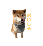 柴犬 やまちゃん（個別スタンプ：6）