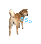 柴犬 やまちゃん（個別スタンプ：7）