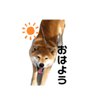 柴犬 やまちゃん（個別スタンプ：9）