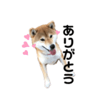 柴犬 やまちゃん（個別スタンプ：10）