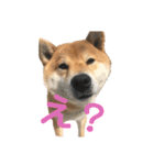 柴犬 やまちゃん（個別スタンプ：11）