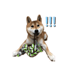 柴犬 やまちゃん（個別スタンプ：12）