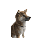 柴犬 やまちゃん（個別スタンプ：13）