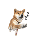 柴犬 やまちゃん（個別スタンプ：16）