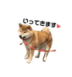 柴犬 やまちゃん（個別スタンプ：17）