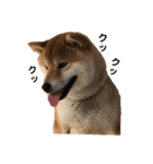 柴犬 やまちゃん（個別スタンプ：18）