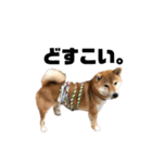 柴犬 やまちゃん（個別スタンプ：19）