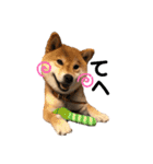 柴犬 やまちゃん（個別スタンプ：21）