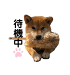 柴犬 やまちゃん（個別スタンプ：22）