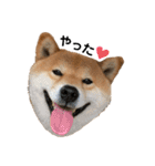 柴犬 やまちゃん（個別スタンプ：23）