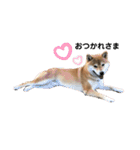 柴犬 やまちゃん（個別スタンプ：24）