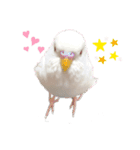 アルビノインコ きなこちゃま（個別スタンプ：1）