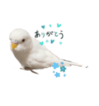 アルビノインコ きなこちゃま（個別スタンプ：2）