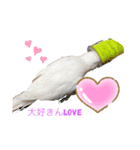 アルビノインコ きなこちゃま（個別スタンプ：3）