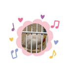 アルビノインコ きなこちゃま（個別スタンプ：4）