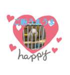 アルビノインコ きなこちゃま（個別スタンプ：7）
