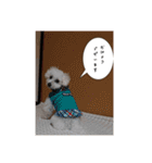ちゃちゃ丸のチャチャ丸（個別スタンプ：1）