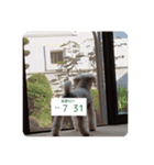 ちゃちゃ丸のチャチャ丸（個別スタンプ：5）