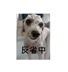 ちゃちゃ丸のチャチャ丸（個別スタンプ：6）