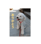 ちゃちゃ丸のチャチャ丸（個別スタンプ：8）