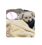 ちゃちゃ丸のチャチャ丸（個別スタンプ：11）