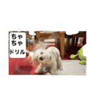 ちゃちゃ丸のチャチャ丸（個別スタンプ：12）