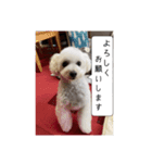 ちゃちゃ丸のチャチャ丸（個別スタンプ：13）