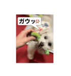 ちゃちゃ丸のチャチャ丸（個別スタンプ：15）