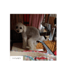 ちゃちゃ丸のチャチャ丸（個別スタンプ：16）
