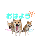 仲良し兄弟 はぐ＆さすけ＆いちご（個別スタンプ：1）