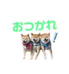 仲良し兄弟 はぐ＆さすけ＆いちご（個別スタンプ：3）