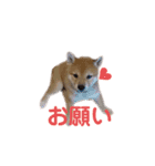 仲良し兄弟 はぐ＆さすけ＆いちご（個別スタンプ：6）