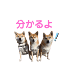 仲良し兄弟 はぐ＆さすけ＆いちご（個別スタンプ：10）