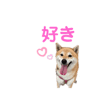 仲良し兄弟 はぐ＆さすけ＆いちご（個別スタンプ：11）