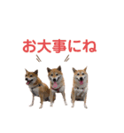 仲良し兄弟 はぐ＆さすけ＆いちご（個別スタンプ：12）