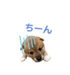 仲良し兄弟 はぐ＆さすけ＆いちご（個別スタンプ：13）