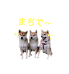 仲良し兄弟 はぐ＆さすけ＆いちご（個別スタンプ：16）
