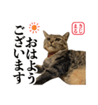 KIJIMARU スタンプ Part4_改訂（個別スタンプ：2）